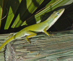 green anole on log