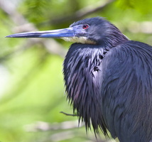 tri color heron closeup