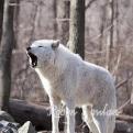 5-Wolf howl
